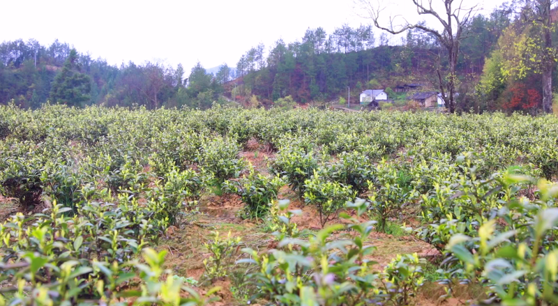 关于万源：茶韵飘香，采摘忙不停的信息(5)