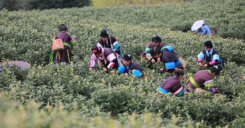 有关于春茶调查：2023年3月贵州春茶产销情况发布的消息