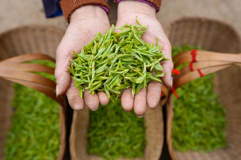 有关于春茶调查：2023年3月贵州春茶产销情况发布的消息(6)