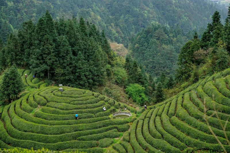 有关于春茶调查：2023年3月贵州春茶产销情况发布的消息(1)