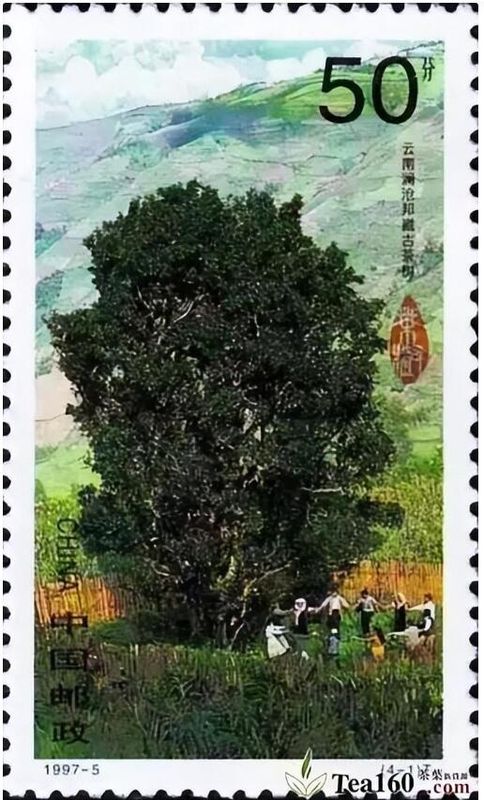 有关于了不起的云南古茶树 她,就是中国茶文化本身!的内容(9)