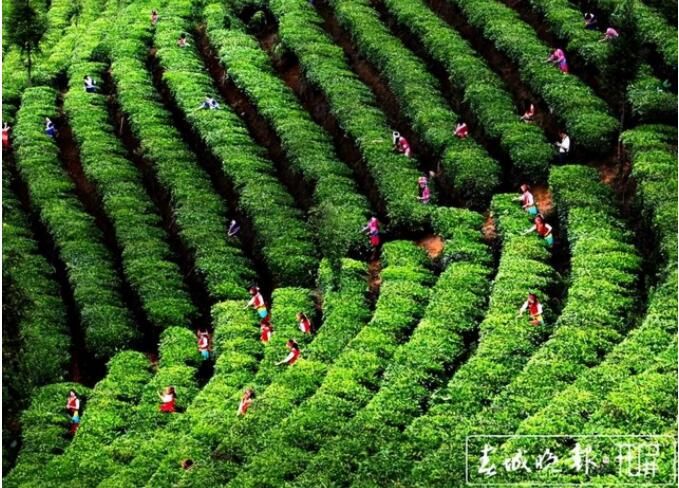 有关于了不起的云南古茶树 她,就是中国茶文化本身!的内容