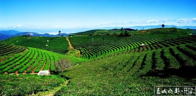 有关于了不起的云南古茶树 她,就是中国茶文化本身!的内容(20)
