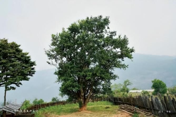 有关于了不起的云南古茶树 她,就是中国茶文化本身!的内容(10)