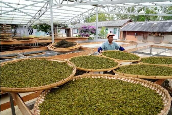 有关于了不起的云南古茶树 她,就是中国茶文化本身!的内容(6)