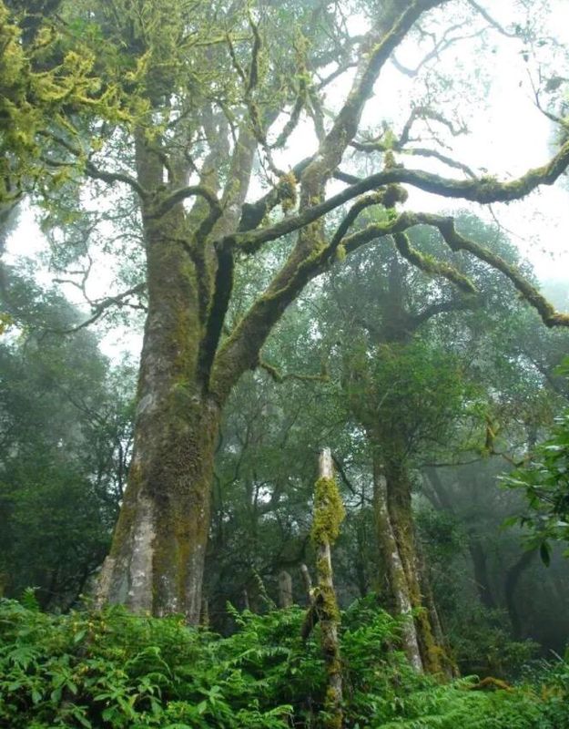 有关于了不起的云南古茶树 她,就是中国茶文化本身!的内容(7)
