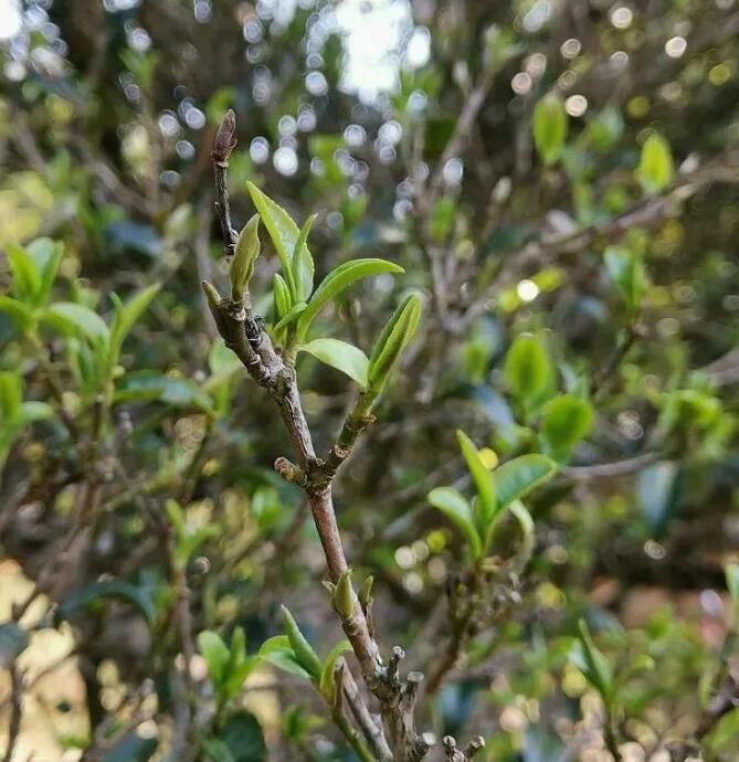 有关于了不起的云南古茶树 她,就是中国茶文化本身!的内容(18)