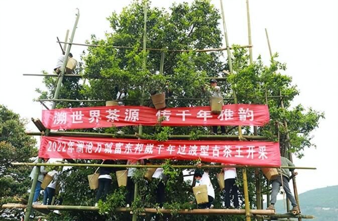 有关于了不起的云南古茶树 她,就是中国茶文化本身!的内容(11)