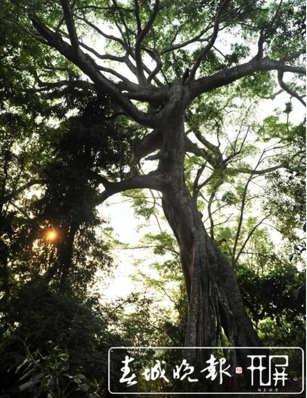 有关于了不起的云南古茶树 她,就是中国茶文化本身!的内容(2)