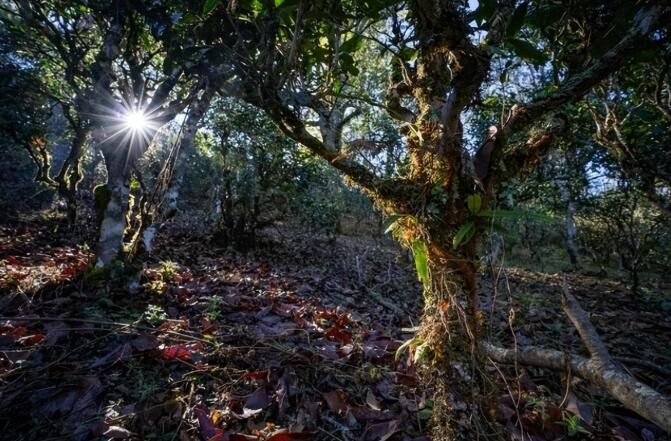 有关于了不起的云南古茶树 她,就是中国茶文化本身!的内容(14)