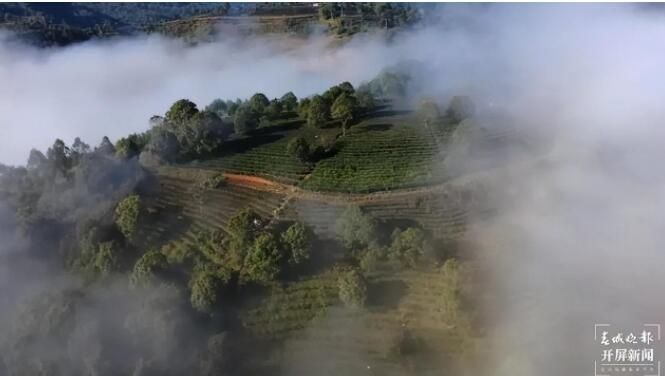 有关于了不起的云南古茶树 她,就是中国茶文化本身!的内容(1)