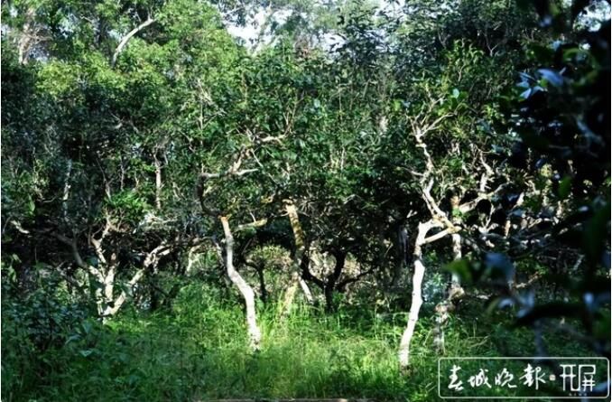 有关于了不起的云南古茶树 她,就是中国茶文化本身!的内容(3)