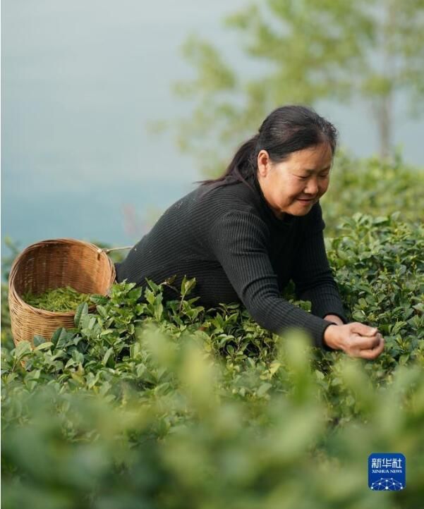 关于陕西汉滨：春满茶园采摘忙的信息(1)