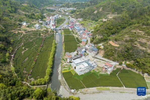 关于陕西汉滨：春满茶园采摘忙的信息(5)