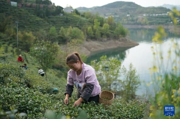 关于陕西汉滨：春满茶园采摘忙的信息(4)