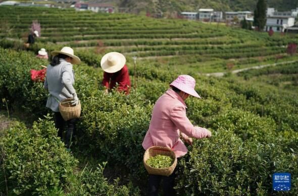 关于陕西汉滨：春满茶园采摘忙的信息(7)
