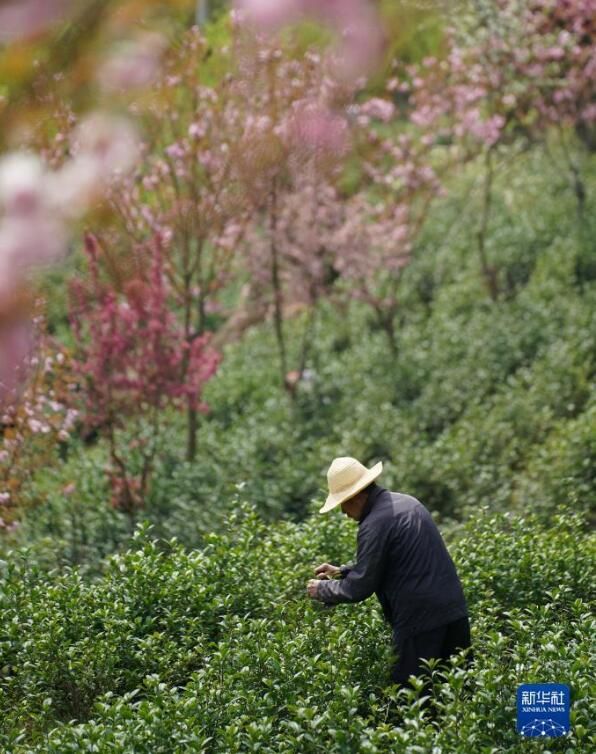 关于陕西汉滨：春满茶园采摘忙的信息(2)