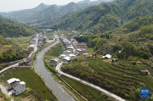 关于陕西汉滨：春满茶园采摘忙的信息(3)