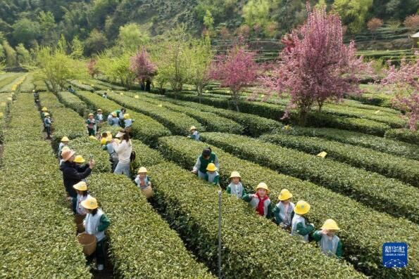关于陕西汉滨：春满茶园采摘忙的信息(6)