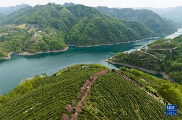 关于陕西汉滨：春满茶园采摘忙的信息