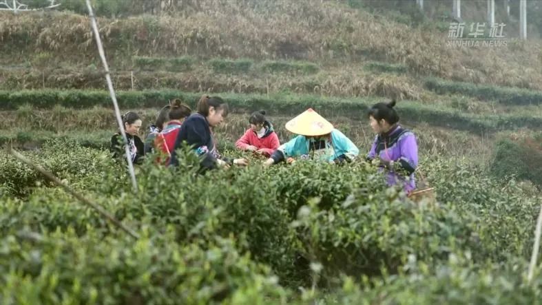 关于古丈县牛角山村：茶旅融合助力乡村振兴的相关信息(1)