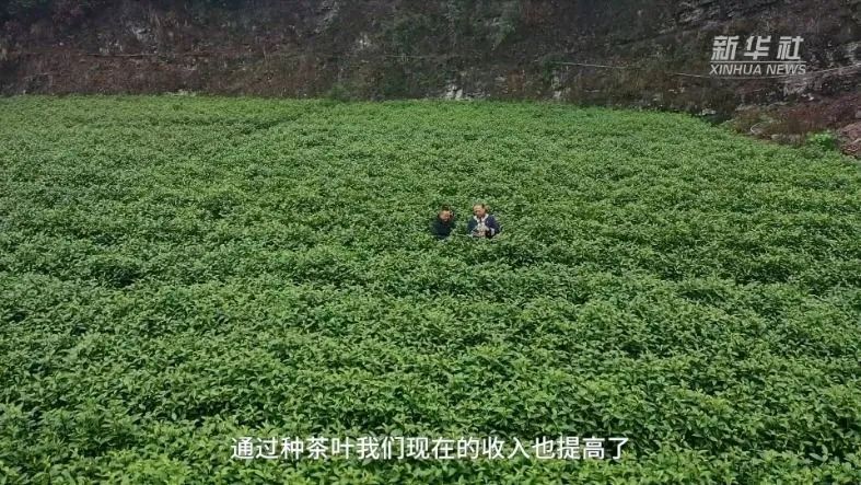 关于古丈县牛角山村：茶旅融合助力乡村振兴的相关信息(2)