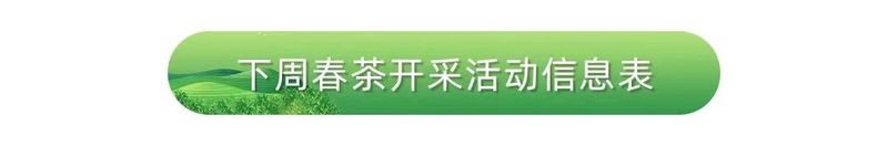 关于安徽省春茶开采动态发布的消息(5)