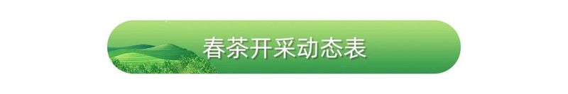 关于安徽省春茶开采动态发布的消息(1)
