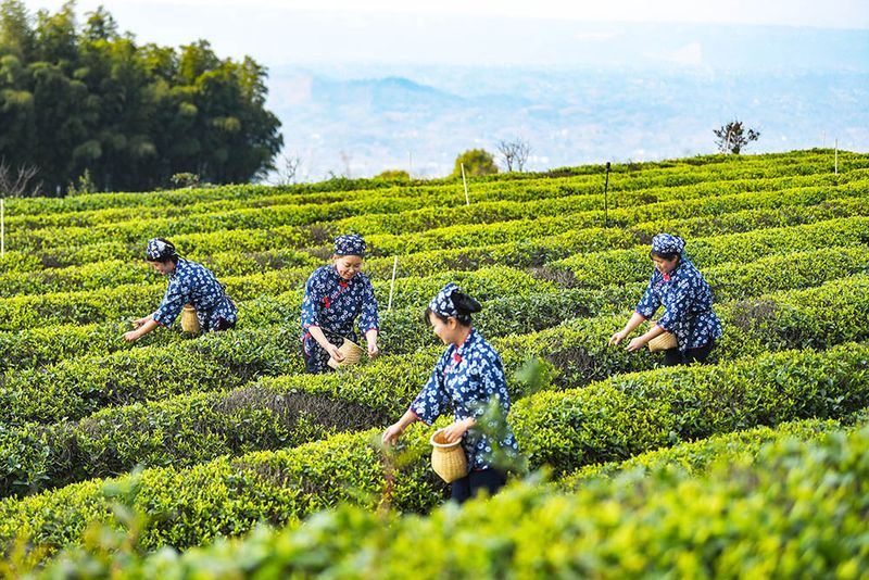 关于总量不大、品牌不响、影响力不够—— 重庆茶产业如何寻求突破的相关信息
