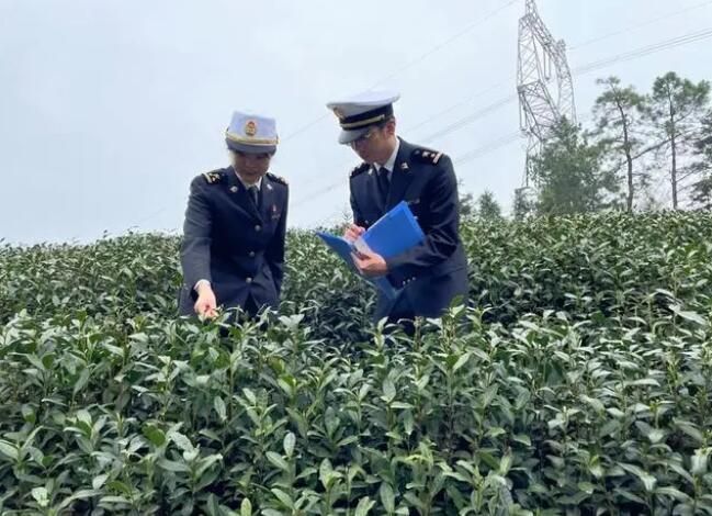 关于持续提升“小叶子”的“含金量”，浙江春茶出口忙的内容(1)