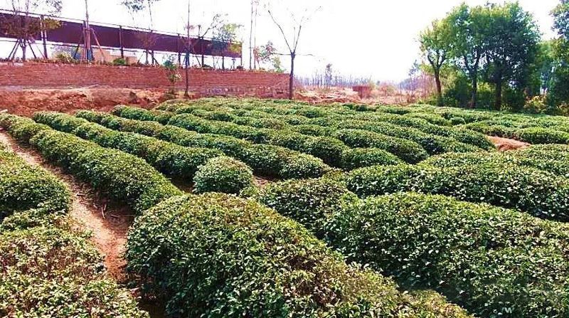 有关于孝昌青山村：知青点里茶飘香的信息(2)