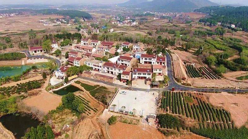 有关于孝昌青山村：知青点里茶飘香的信息