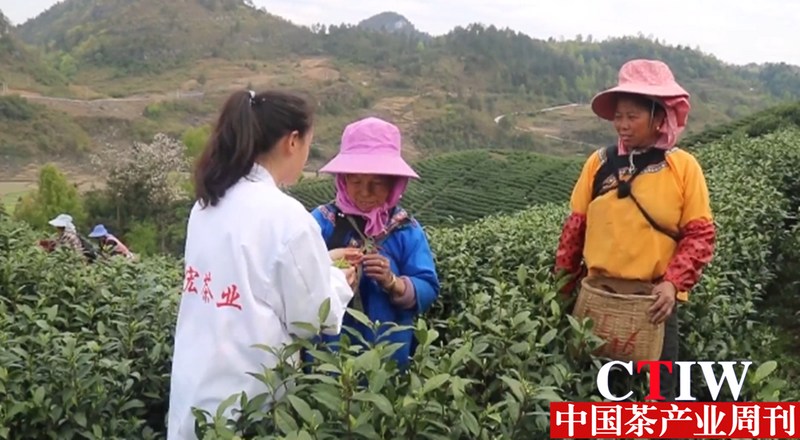 有关于贵州平塘 提升采茶“短平快”技能,产业增效茶农增收的新闻(1)