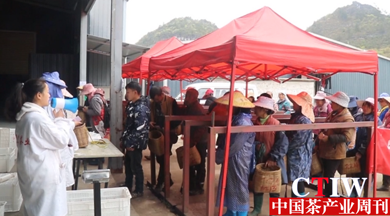 有关于贵州平塘 提升采茶“短平快”技能,产业增效茶农增收的新闻