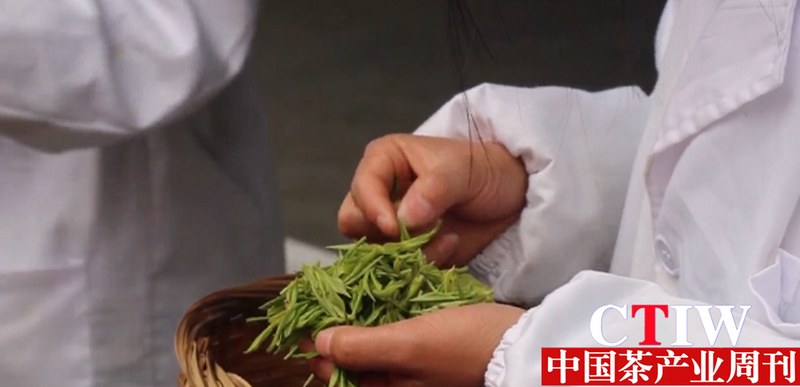 有关于贵州平塘 提升采茶“短平快”技能,产业增效茶农增收的新闻(2)