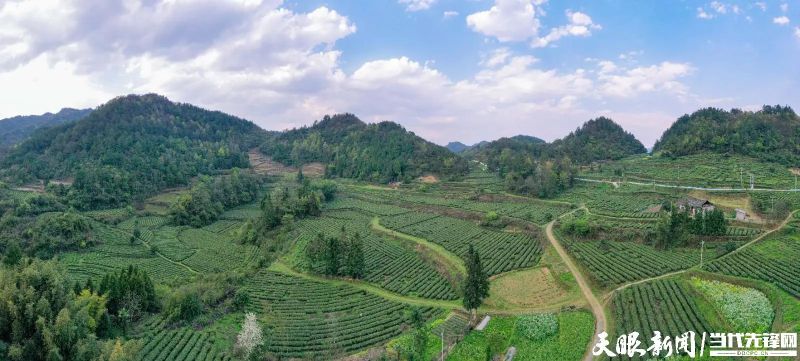 有关于干净黔茶 全球共享，凤冈：林中深处茶飘香 村民走上致富路的最新消息