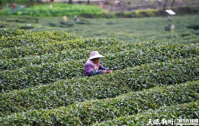 有关于干净黔茶 全球共享，凤冈：林中深处茶飘香 村民走上致富路的最新消息(3)