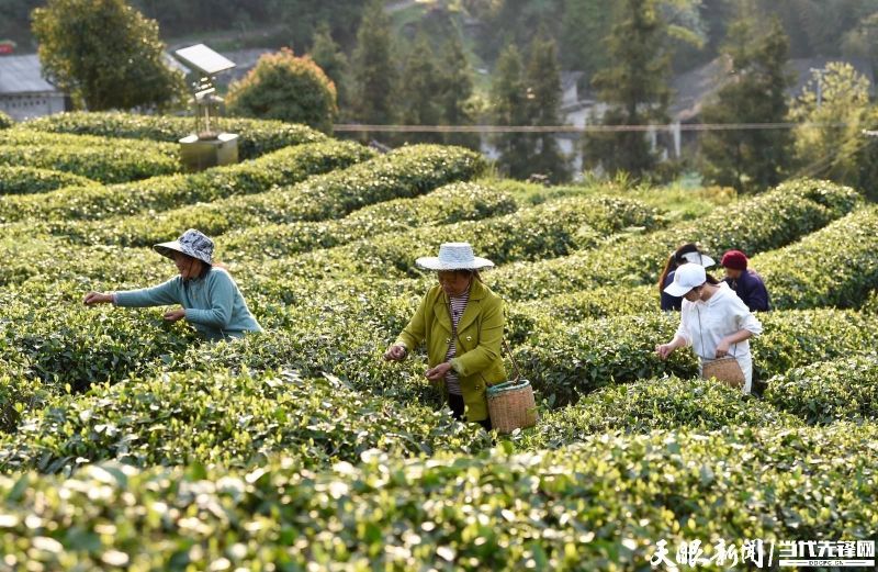 有关于干净黔茶 全球共享，凤冈：林中深处茶飘香 村民走上致富路的最新消息(2)