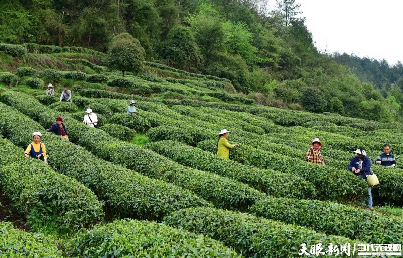 有关于干净黔茶 全球共享，凤冈：林中深处茶飘香 村民走上致富路的最新消息(6)