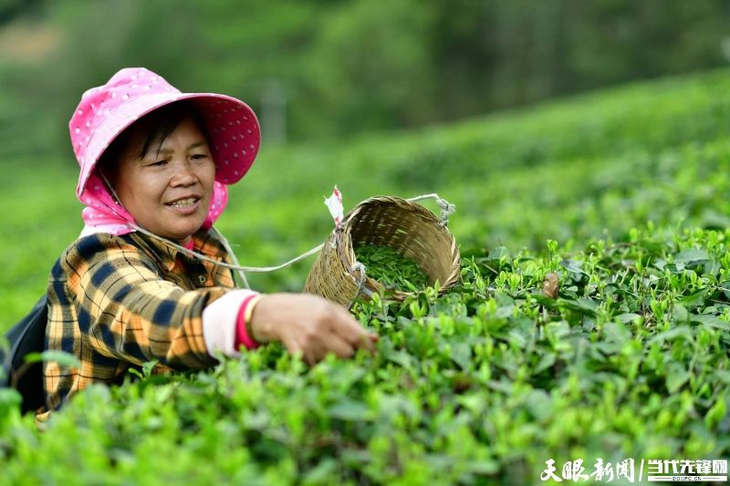 有关于干净黔茶 全球共享，凤冈：林中深处茶飘香 村民走上致富路的最新消息(5)