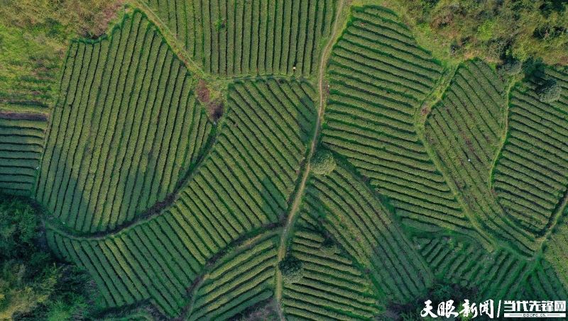 有关于干净黔茶 全球共享，凤冈：林中深处茶飘香 村民走上致富路的最新消息(1)
