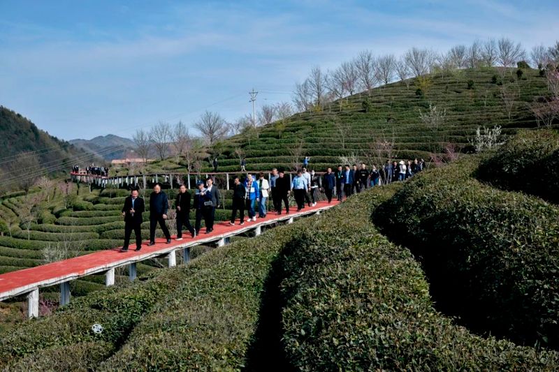 有关于陕西“百企茶区行”宣传推介活动走进汉中的消息(5)