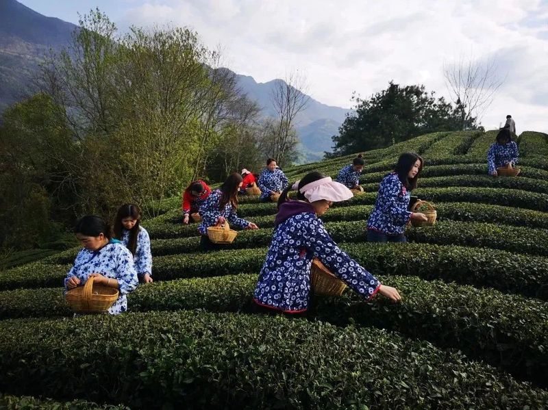 有关于陕西“百企茶区行”宣传推介活动走进汉中的消息(9)