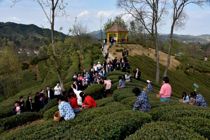 有关于陕西“百企茶区行”宣传推介活动走进汉中的消息(8)