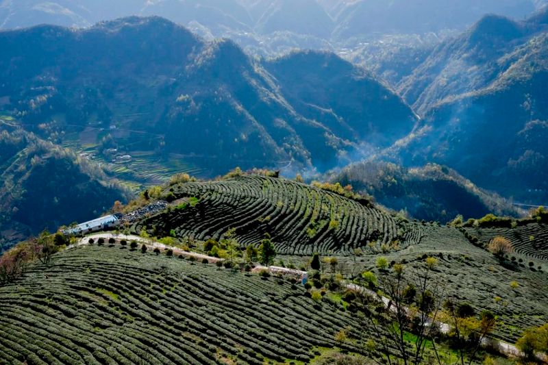 有关于陕西“百企茶区行”宣传推介活动走进汉中的消息(10)