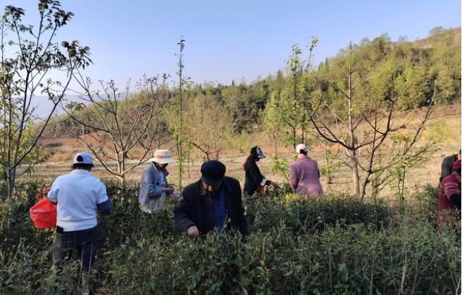 关于大湾镇腊寨村：春茶吐新绿 采摘正当时的最新消息