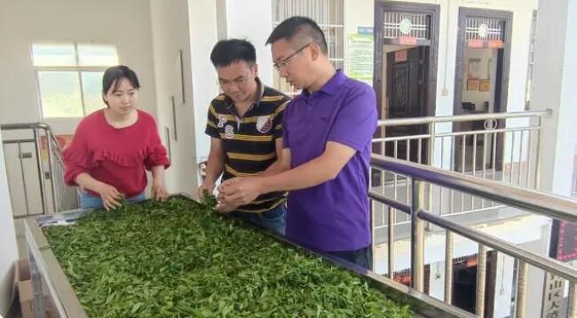 关于大湾镇腊寨村：春茶吐新绿 采摘正当时的最新消息(1)