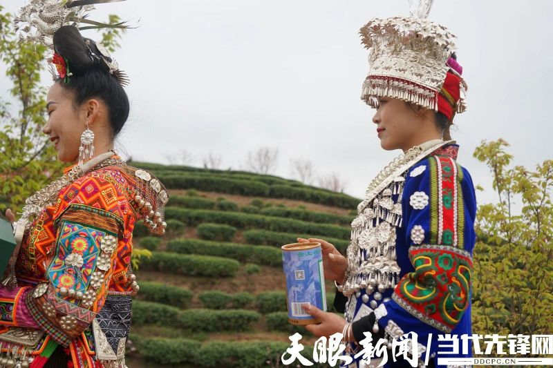 有关于度假到丹寨•品茗云硒茶,丹寨举办茶文化节活动的消息(1)