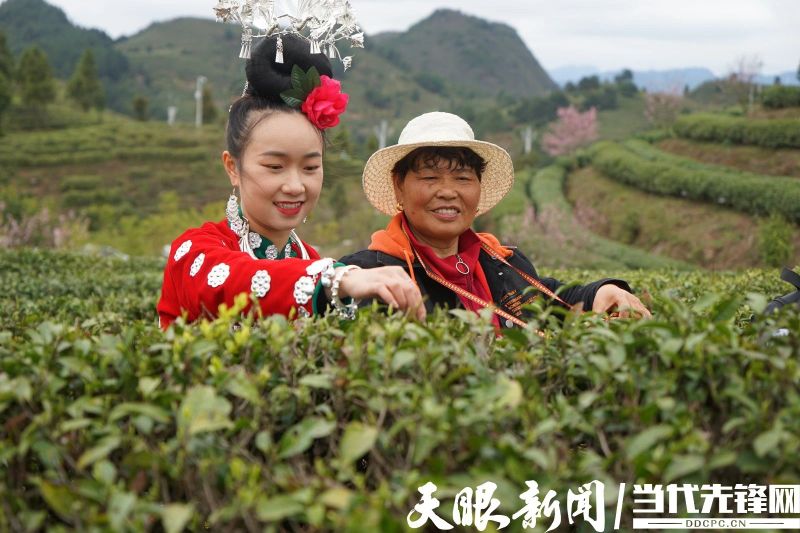 有关于度假到丹寨•品茗云硒茶,丹寨举办茶文化节活动的消息