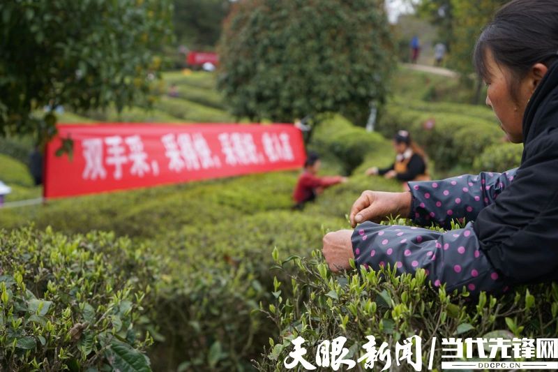有关于度假到丹寨•品茗云硒茶,丹寨举办茶文化节活动的消息(2)